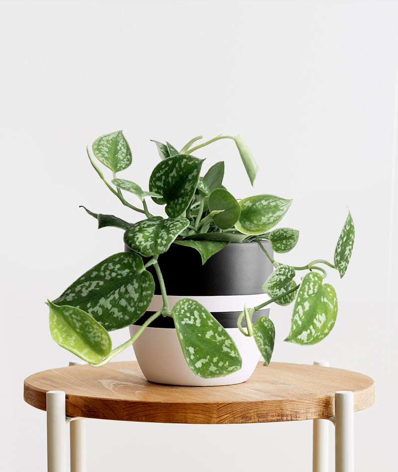 Satin Pothos