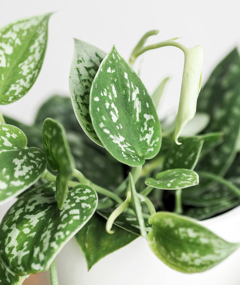 Satin Pothos