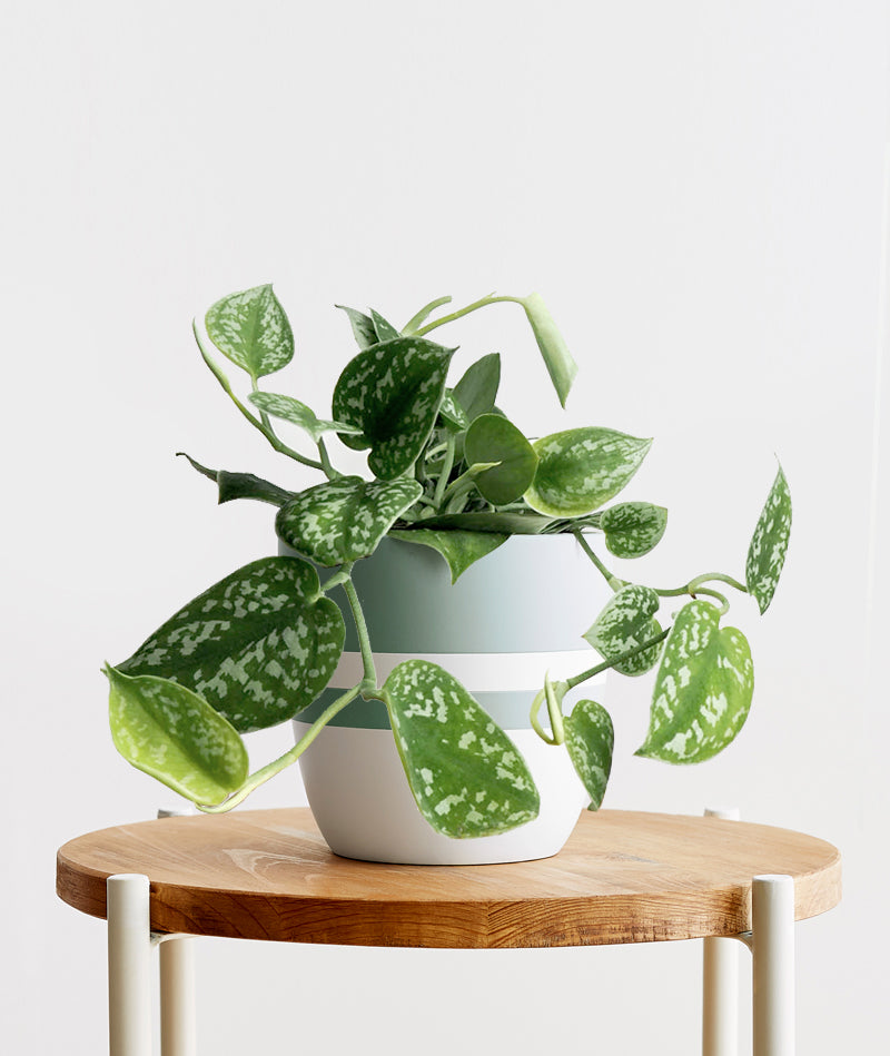 Satin Pothos