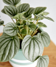 Load image into Gallery viewer, Silver Ripple Peperomia, peperomia griseoargentea. The best house plants for beginners and low-light spaces. Peperomia houseplants are safe for cats and not toxic to dogs. Shop online and choose from pet-friendly, air-purifying, and easy-to-grow houseplants anyone can enjoy. Free shipping on orders $100+.