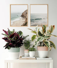 Load image into Gallery viewer, Indoor plants decor. Shop Ansel & Ivy's best selling selection of easy-care potted plants, all online.