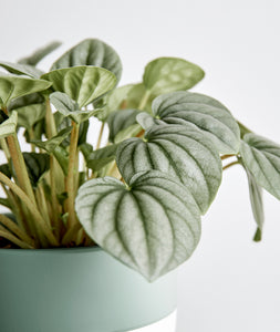Silver Ripple Peperomia - Ansel & Ivy
