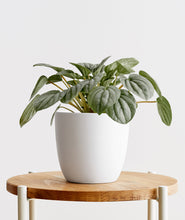 Load image into Gallery viewer, Silver Ripple Peperomia, peperomia griseoargentea. The best house plants for beginners and low-light spaces. Peperomia houseplants are safe for cats and not toxic to dogs. Shop online and choose from pet-friendly, air-purifying, and easy-to-grow houseplants anyone can enjoy. Free shipping on orders $100+.