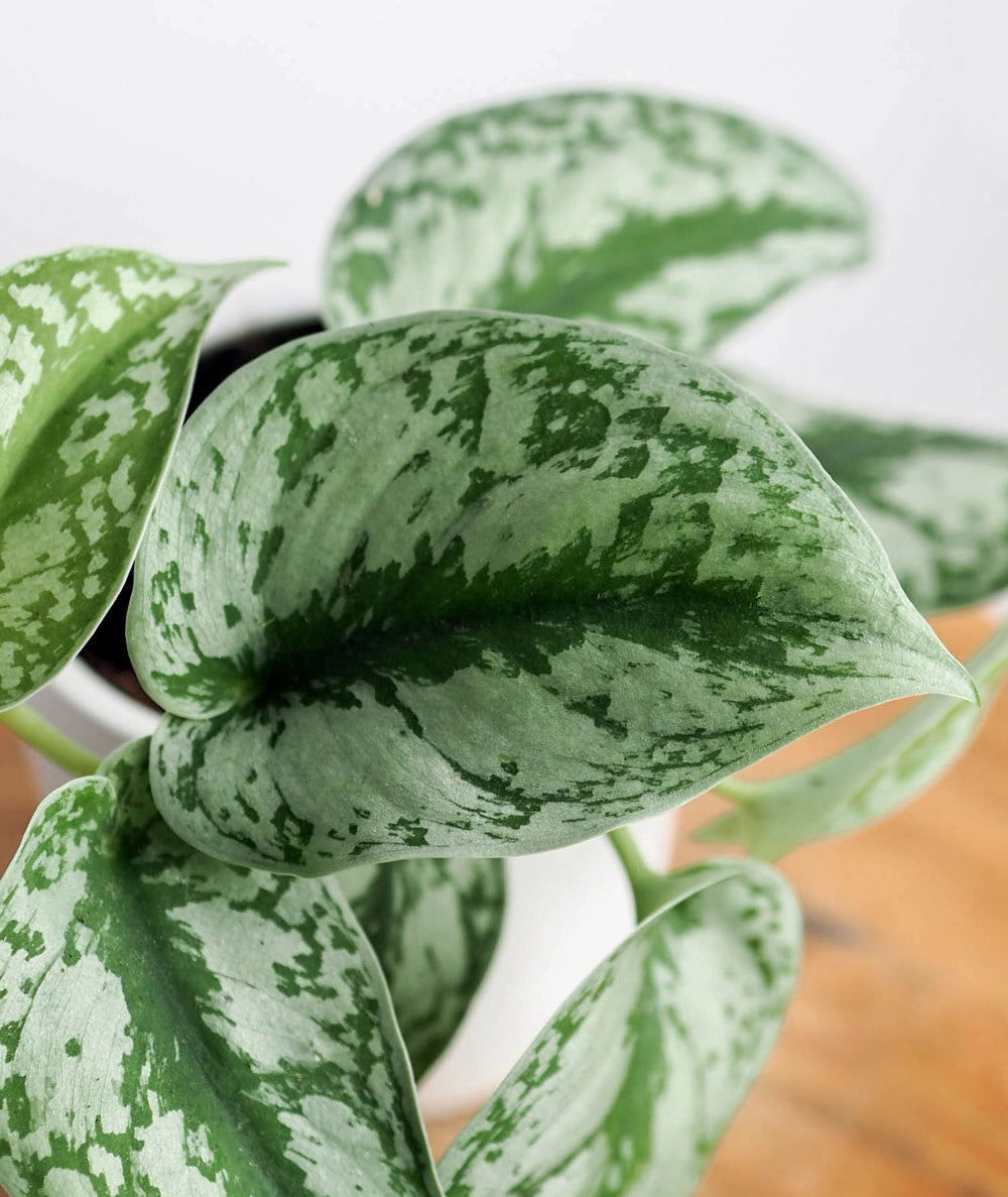 Silver Splash Pothos