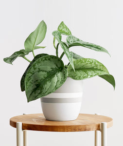 Silver Splash Pothos