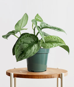 Silver Splash Pothos