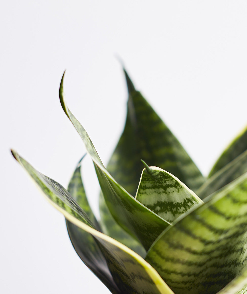 Snake Plant