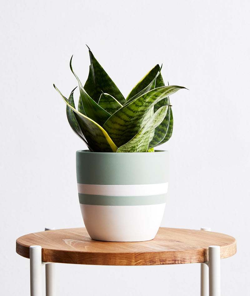 Dwarf Snake Plant, sansevieria zeylanica, sansevieria laurentii houseplant. The best house plants for beginners. Shop online and choose from allergy-reducing, air-purifying, and easy-to-grow houseplants anyone can enjoy. Free shipping on orders $100+.