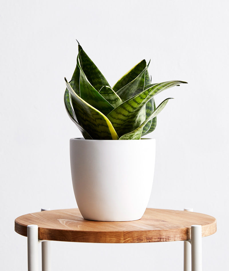 Snake Plant - Ansel & Ivy