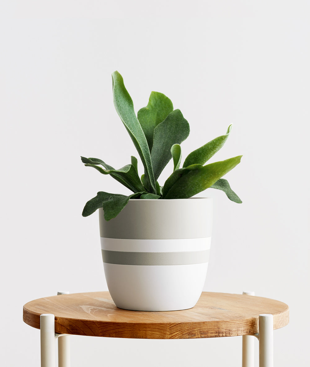 Staghorn Fern, Platycerium veitchii. The best plants for pet parents. Fern houseplants are safe for cats and not toxic to dogs. Shop online and choose from pet-friendly, air-purifying, and easy-to-grow houseplants anyone can enjoy. Free shipping on orders $100+.