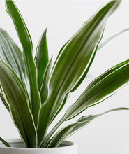 Load image into Gallery viewer, Warneckii Dracaena, dracaena deremensis houseplant. The best house plants for beginners. Shop online and choose from allergy-reducing, air-purifying, and easy-to-grow houseplants anyone can enjoy. Free shipping on orders $100+.