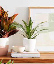 Load image into Gallery viewer, Warneckii Dracaena. Bright, colorful plants and planters for home decor. Indoor plant styling. Decorating with plants.