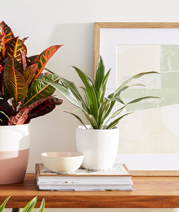 Warneckii Dracaena. Bright, colorful plants and planters for home decor. Indoor plant styling. Decorating with plants.