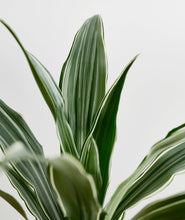 Load image into Gallery viewer, Warneckii Dracaena, dracaena deremensis houseplant. The best house plants for beginners. Shop online and choose from allergy-reducing, air-purifying, and easy-to-grow houseplants anyone can enjoy. Free shipping on orders $100+.