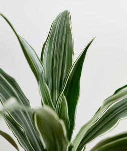 Warneckii Dracaena, dracaena deremensis houseplant. The best house plants for beginners. Shop online and choose from allergy-reducing, air-purifying, and easy-to-grow houseplants anyone can enjoy. Free shipping on orders $100+.