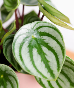 Watermelon Peperomia - Ansel & Ivy