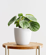 Load image into Gallery viewer, Watermelon Peperomia - Ansel & Ivy