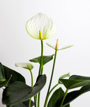 Load image into Gallery viewer, White Heart Anthurium.