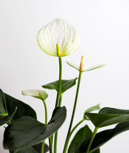 White Heart Anthurium.