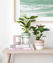 Load image into Gallery viewer, Anthurium potted flowering houseplants. Gifts for plant lovers