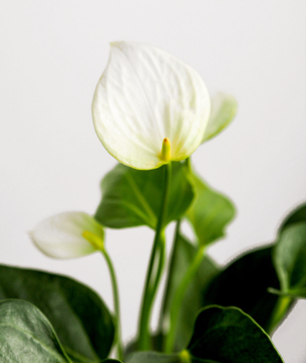 White Heart Anthurium