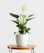Load image into Gallery viewer, White Heart Anthurium.