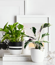 Load image into Gallery viewer, Designed by Ansel & Ivy in San Francisco, California. Contemporary, matte ceramic planter pot to pair with your indoor plants. Shop online and choose from easy-to-grow houseplants and premium plant care accessories. Free shipping on orders $100+. 