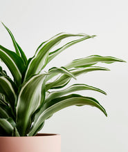 Load image into Gallery viewer, White Jewel Dracaena - Ansel & Ivy