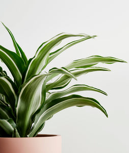 White Jewel Dracaena - Ansel & Ivy