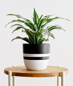 White Jewel Dracaena - Ansel & Ivy