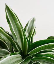 Load image into Gallery viewer, White Jewel Dracaena - Ansel & Ivy