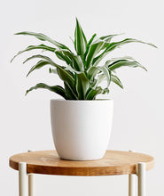 Load image into Gallery viewer, White Jewel Dracaena - Ansel & Ivy