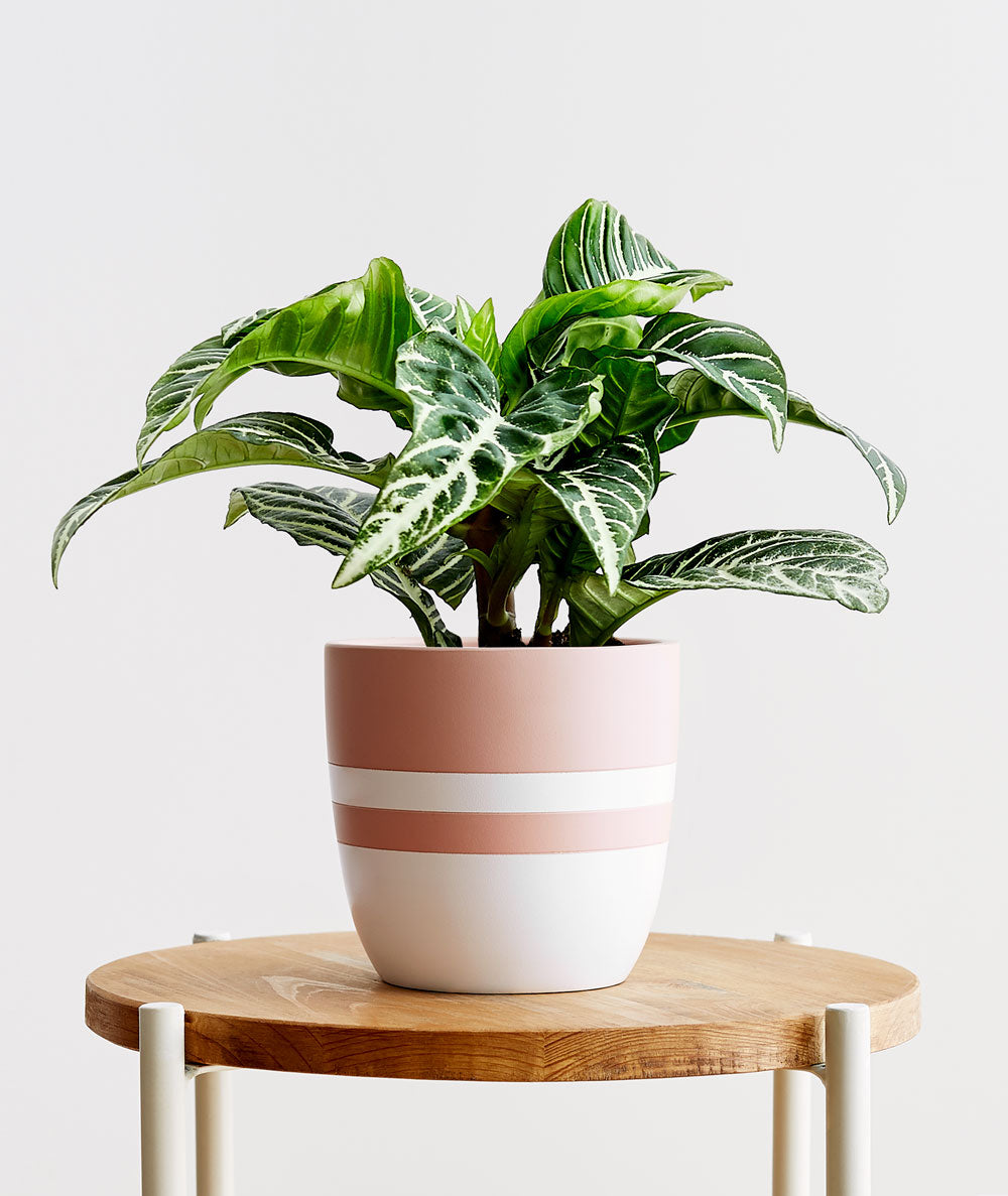 Zebra Plant - Ansel & Ivy