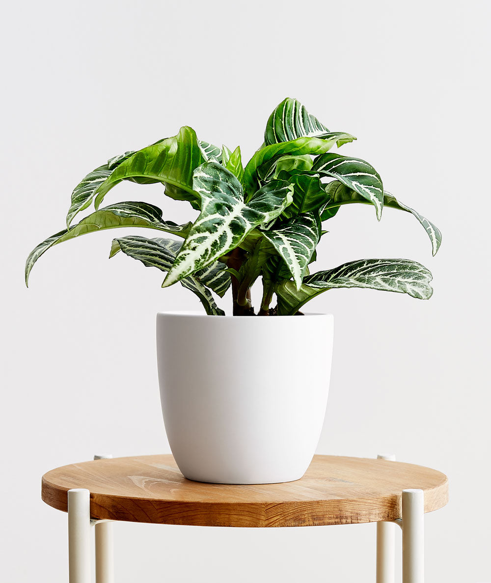 Zebra Plant, Aphelandra plant with striped leaves. Zebra houseplants are safe for cats and not toxic to dogs. Shop online and choose from pet-friendly, air-purifying, and easy-to-grow houseplants anyone can enjoy. Free shipping on orders $100+.