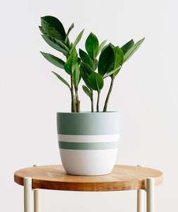 Zamioculcas zamiifolia, ZZ houseplant. One of the best house plants for beginners. Shop online and choose from allergy-reducing, air-purifying, and easy-to-grow houseplants anyone can enjoy. Free shipping on orders $100+.
