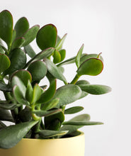 Load image into Gallery viewer, Jade Succulent