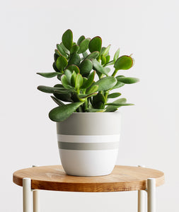 Crassula ovata Jade Succulent houseplant. Feng shui houseplant. Bring some positive energy to your home or office with this lucky plant. Shop online and choose from pet-friendly, air-purifying, and easy-to-grow houseplants anyone can enjoy. The perfect housewarming gift. Free shipping on orders $100+.