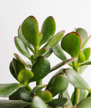 Load image into Gallery viewer, Jade Succulent