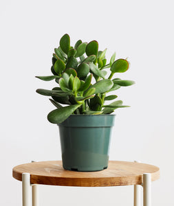 Jade Succulent