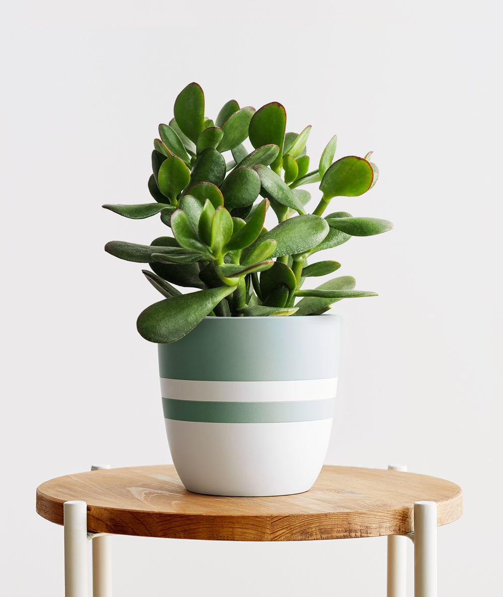 Jade Succulent