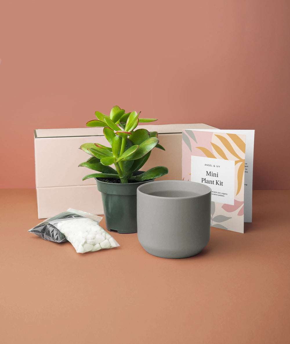 Mini Jade Plant Kit