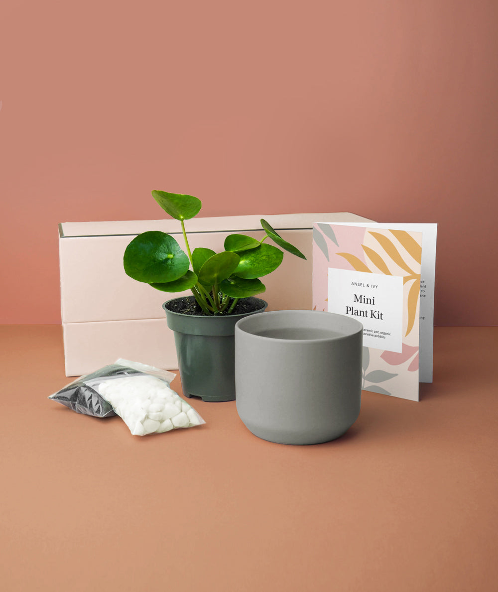 Mini Pilea Plant Kit