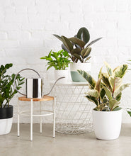 Load image into Gallery viewer, loft decor with potted plants. how to display houseplants