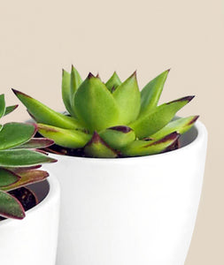 White Gloss Pot Trio