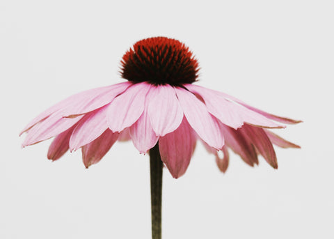 Echinacea  