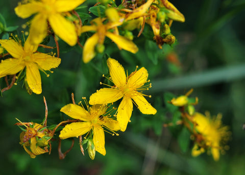 St John's Wort