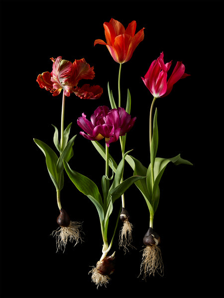 Kevin Dutton flower photographs
