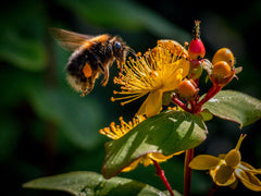 bee pollenating