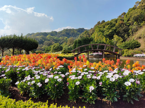 Flower Landscape