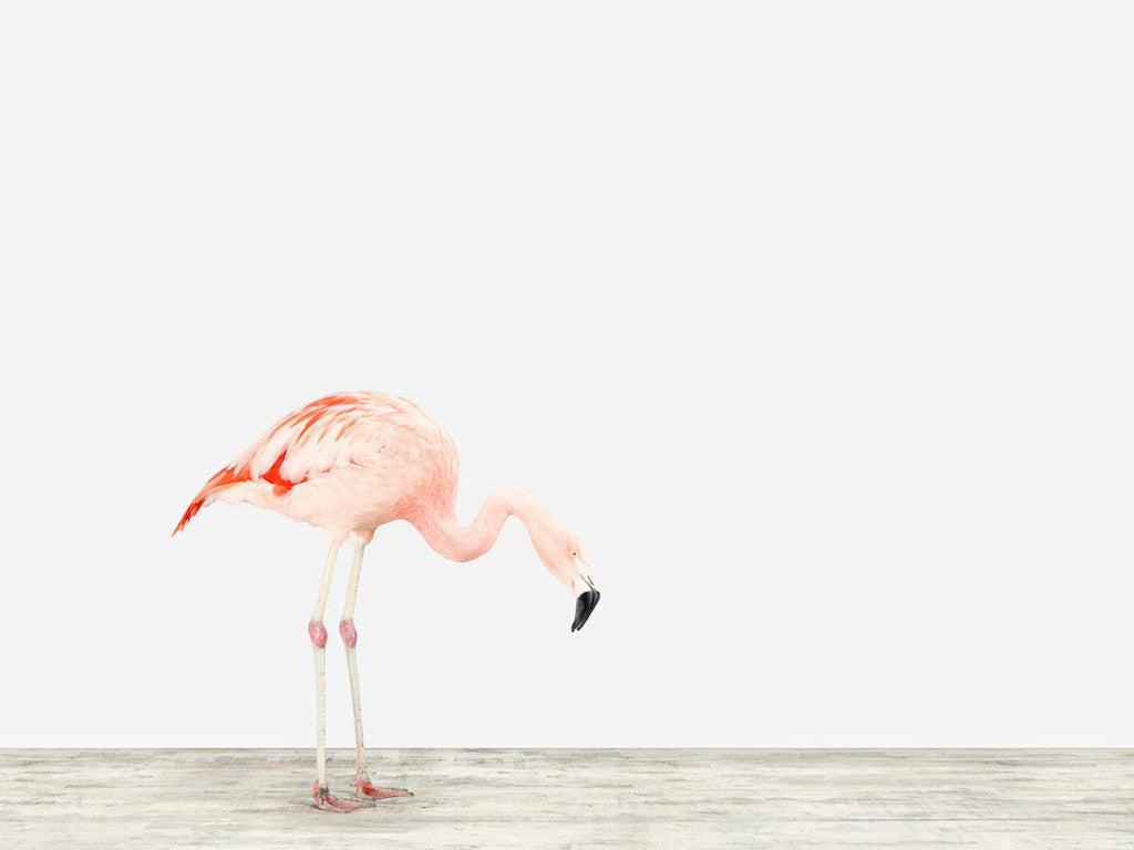 Sharon Montrose, Flamingo No. 4